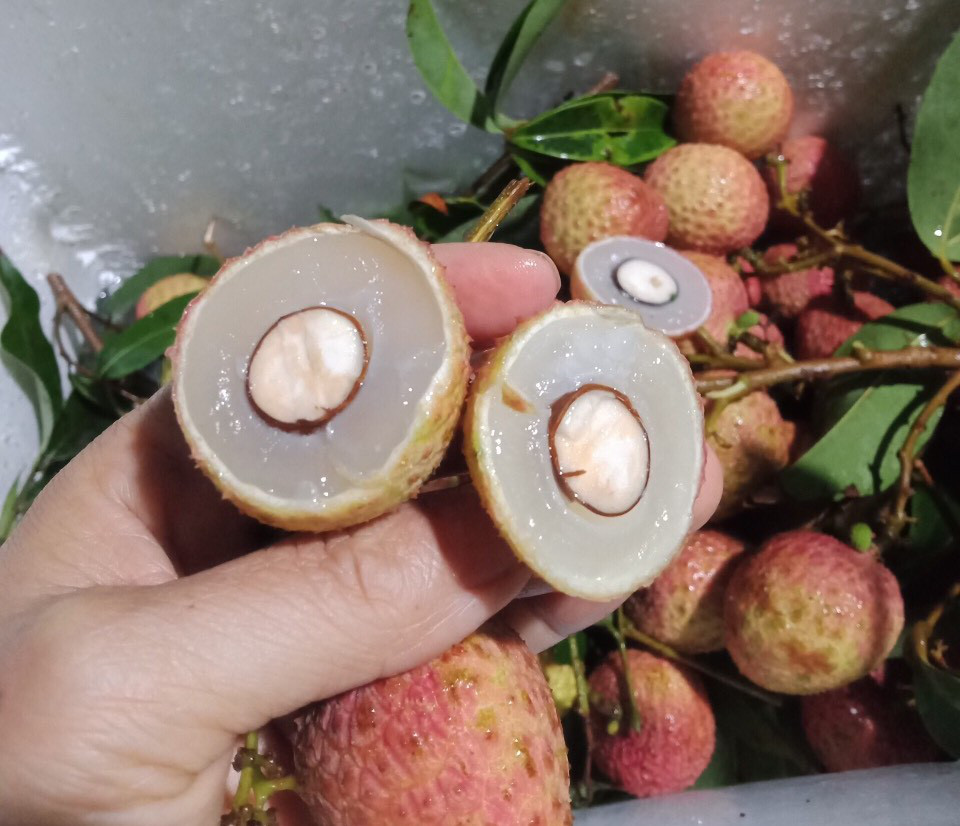 Vải thiều đầu mùa đã lo ế, giá rẻ - Ảnh 2.