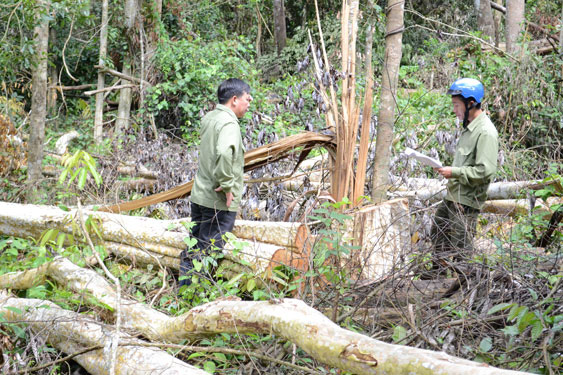 Nhận quản lý rừng, để mất 1.248 ha