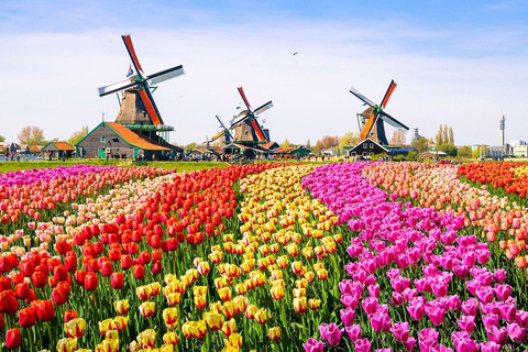 Vườn hoa tulip 7 triệu bông đẹp nhất thế giới
