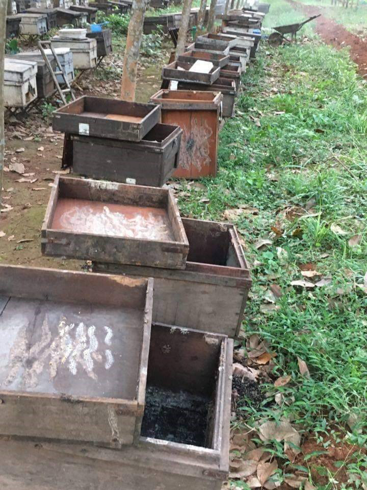 Ong nuôi chết la liệt, chủ nghi bị đầu độc bằng hóa chất