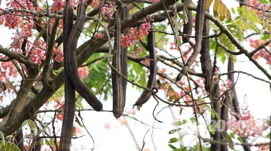 Về miền Tây ngắm vẻ đẹp dung dị của bông và trái ô môi