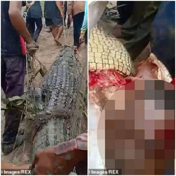 Indonesia: Mổ bụng cá sấu 4 m, phát hiện thi thể người