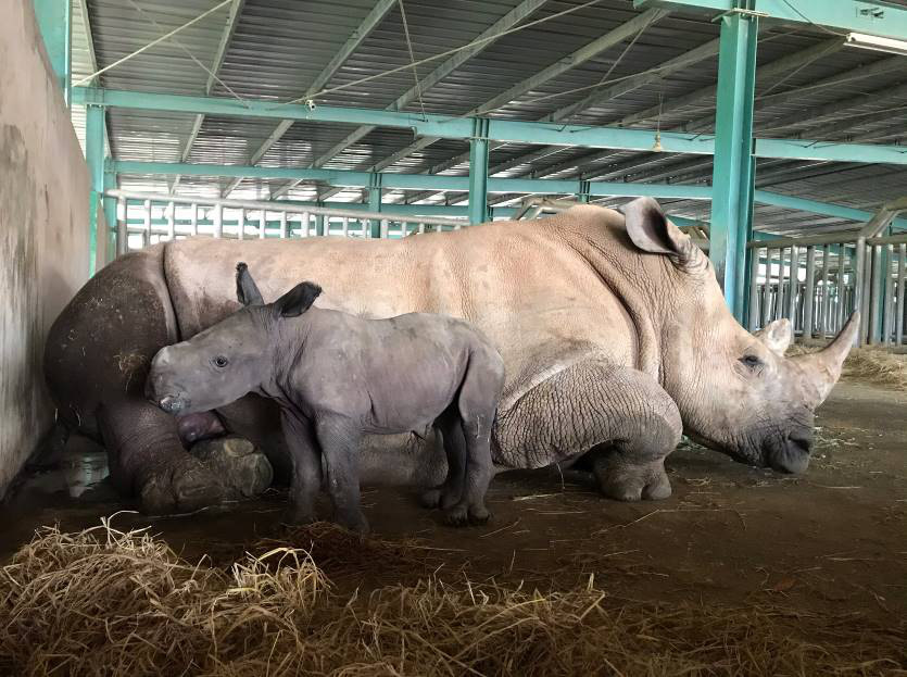 Giữa tâm bão dịch Covid-19, Vinpearl Safari đón bé tê giác mới chào đời với cái tên Chiến thắng - Ảnh 1.