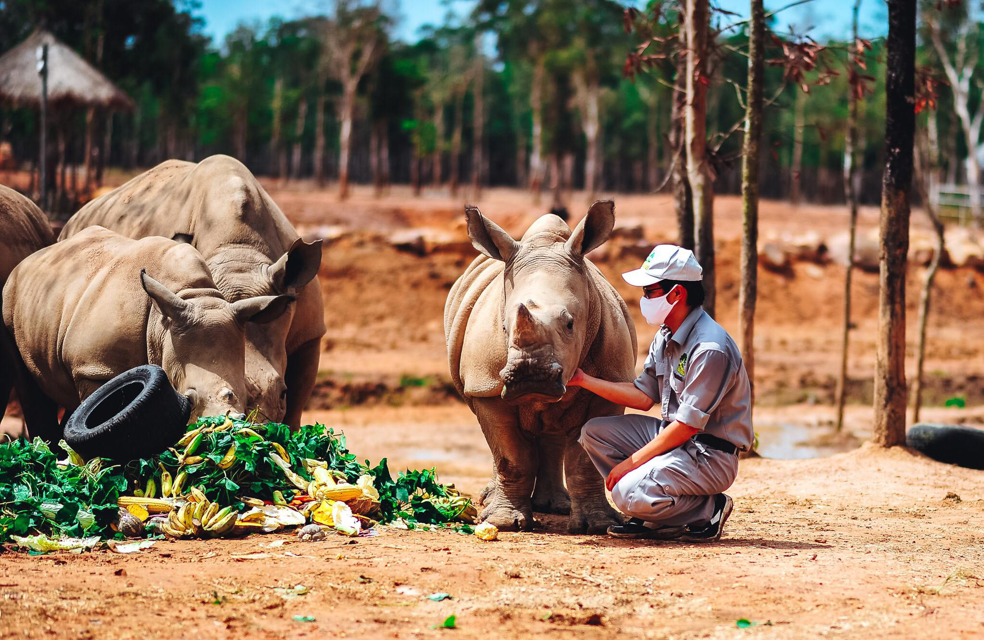 Giữa tâm bão dịch Covid-19, Vinpearl Safari đón bé tê giác mới chào đời với cái tên Chiến thắng - Ảnh 4.