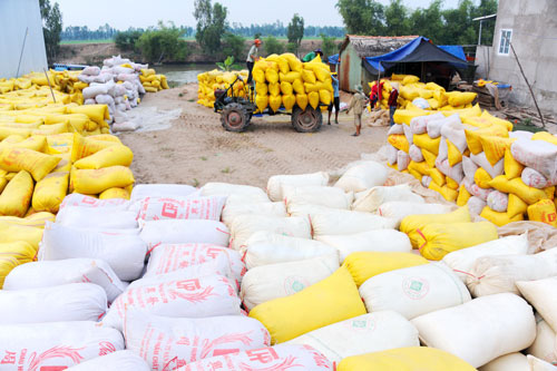 Nóng lòng nhìn giá gạo tăng