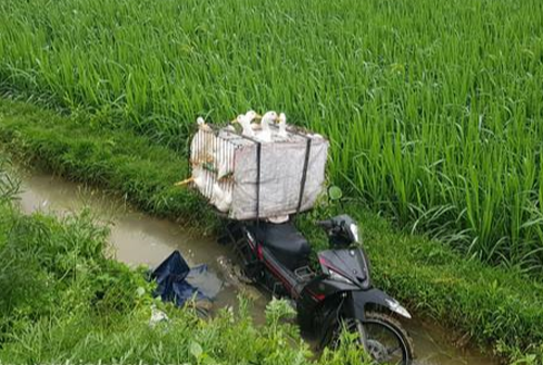 Người đ&agrave;n &ocirc;ng tử vong cạnh chiếc xe m&aacute;y chở vịt dưới mương nước - Ảnh 1.