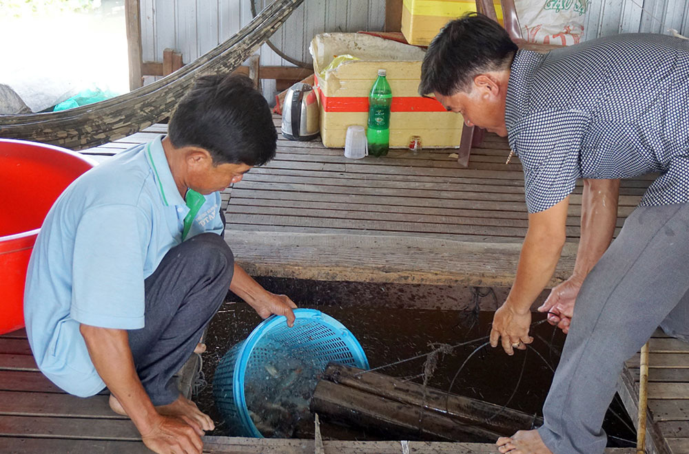Chuyện con cá kêu "éc éc" ở Phú Tân - An Giang
