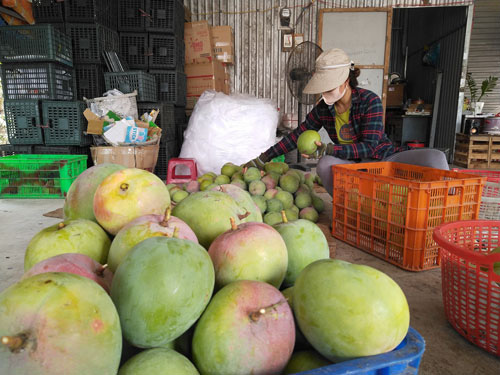 Xoài rớt giá, nhà vườn lao đao