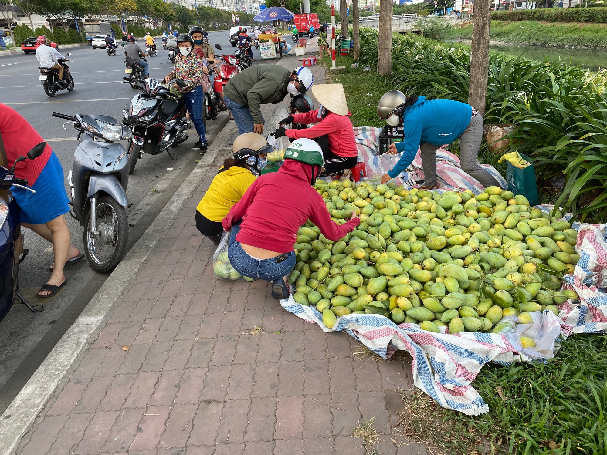 Xoài vào mùa, tràn xuống lề đường, giá rẻ
