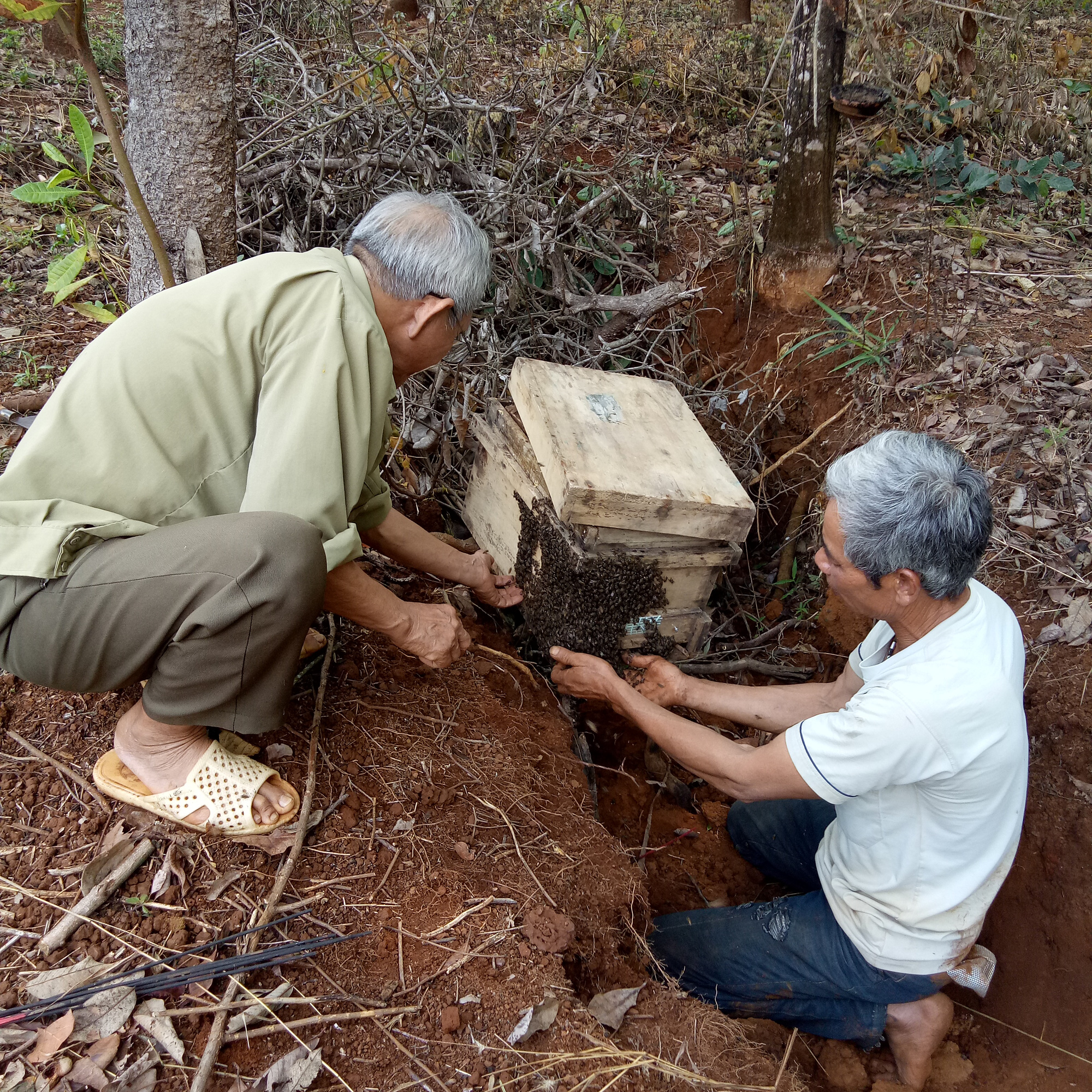 Săn lộc rừng