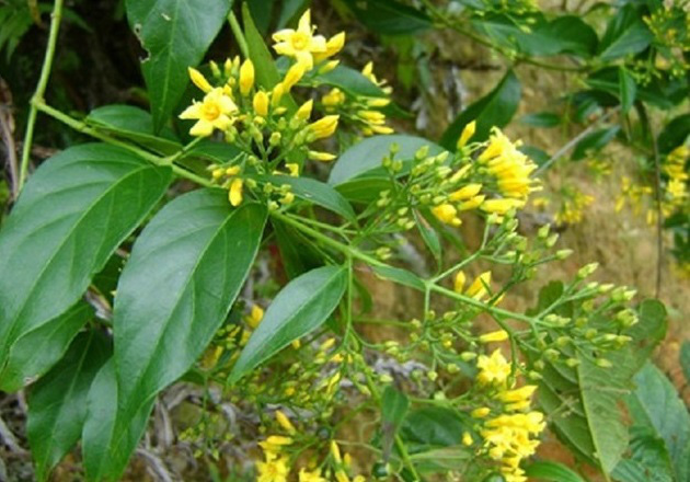 Giận chồng, vợ trẻ 19 tuổi ăn lá ngón tự tử để lại con thơ 8 tháng tuổi