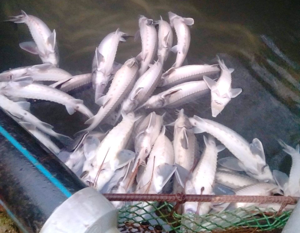 Hơn 5 tấn c&aacute; tầm thịt v&agrave; 4 ng&agrave;n c&aacute; giống chết nghi bị đổ thuốc s&acirc;u đầu độc - Ảnh 8.
