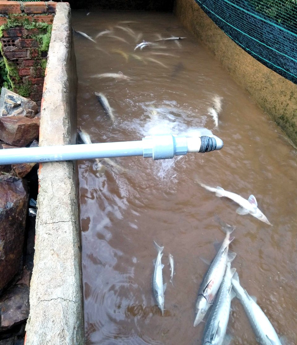 Hơn 5 tấn c&aacute; tầm thịt v&agrave; 4 ng&agrave;n c&aacute; giống chết nghi bị đổ thuốc s&acirc;u đầu độc - Ảnh 6.