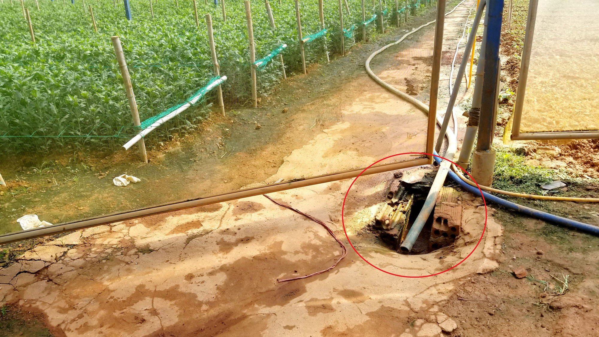 Hơn 5 tấn c&aacute; tầm thịt v&agrave; 4 ng&agrave;n c&aacute; giống chết nghi bị đổ thuốc s&acirc;u đầu độc - Ảnh 4.