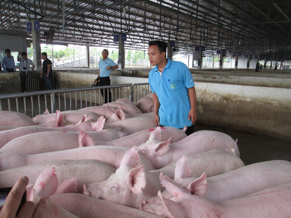 Thực hư thông tin Công ty C.P ngưng bán heo hơi