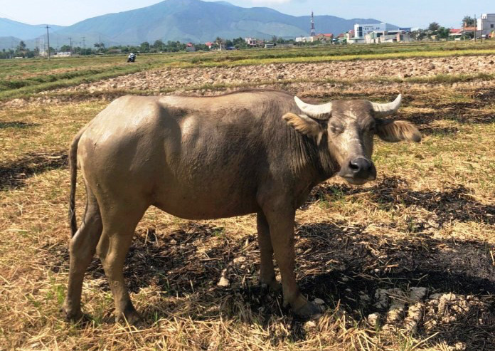 Quảng Bình: Kẹt tiền tiêu xài, qua hàng xóm bắt trộm trâu đi bán