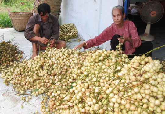 Trái cây rộ mùa, rớt giá