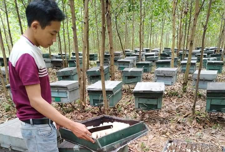 Ong nuôi hàng trăm tổ chết bất thường, nghi bị đầu độc