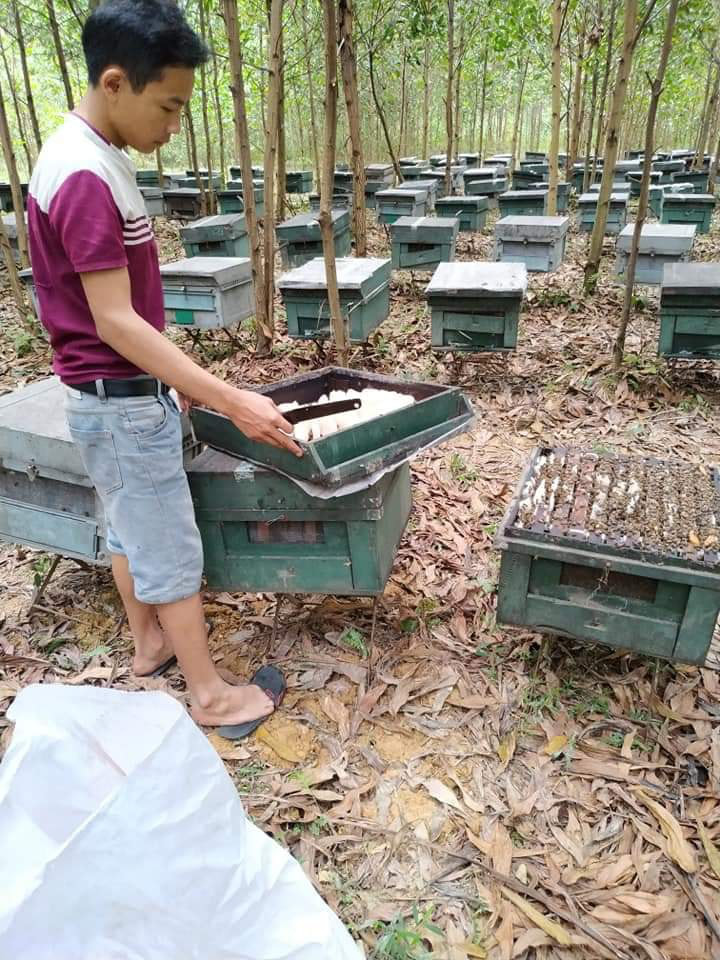 Ong nuôi hàng trăm tổ chết bất thường, nghi bị đầu độc - Ảnh 1.