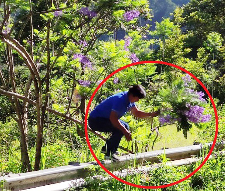 Người đàn ông bẻ hoa phượng tím tuyệt đẹp ở Đà Lạt khai gì?