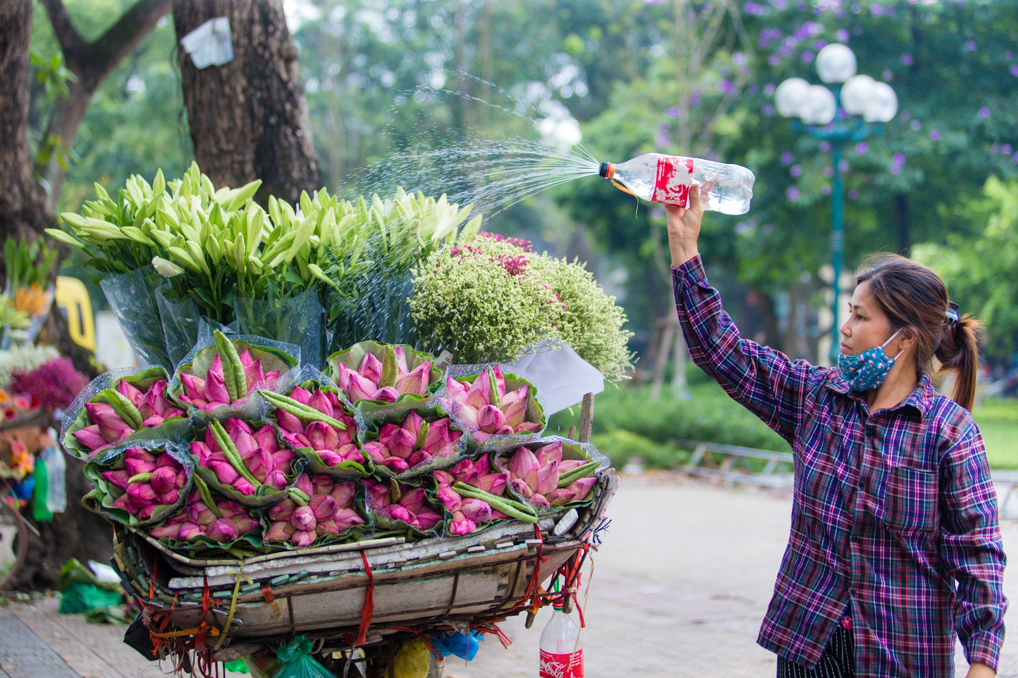 Hoa sen đầu mùa rục rịch lên phố - Ảnh 1.