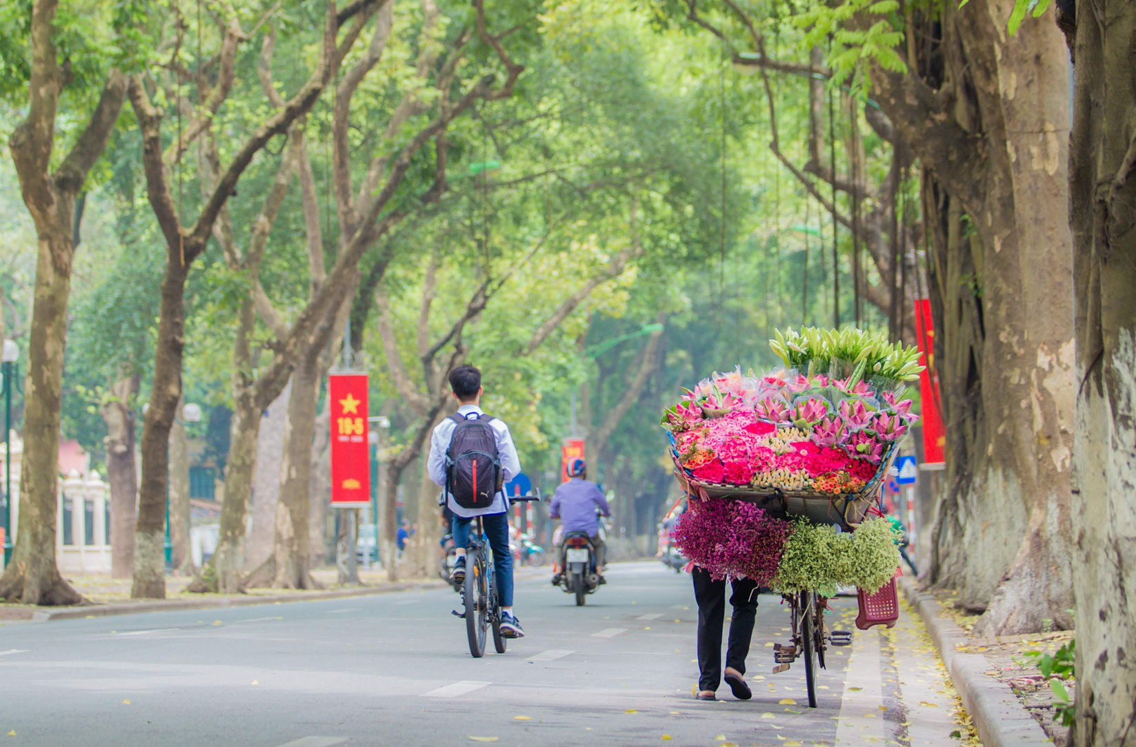 Hoa sen đầu mùa rục rịch lên phố