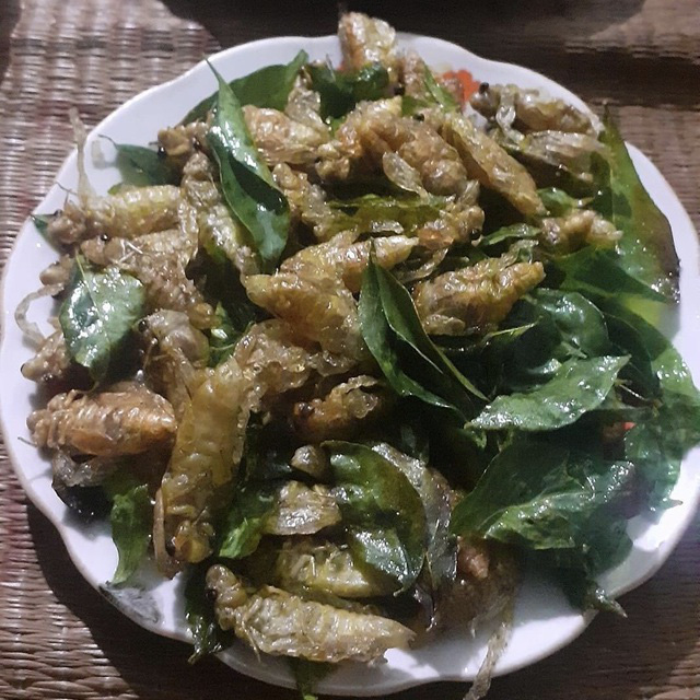 Ve sầu giá nửa triệu đồng/kg: Côn trùng thôn quê hạ cánh trên bàn nhậu - Ảnh 2.