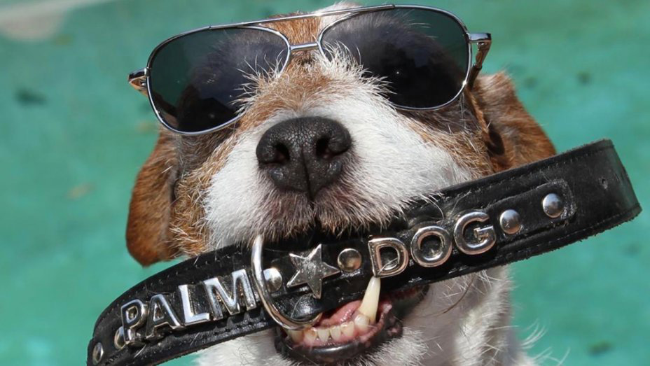 Chết hơn 5 năm, chó Uggie vẫn thắng giải thưởng diễn xuất