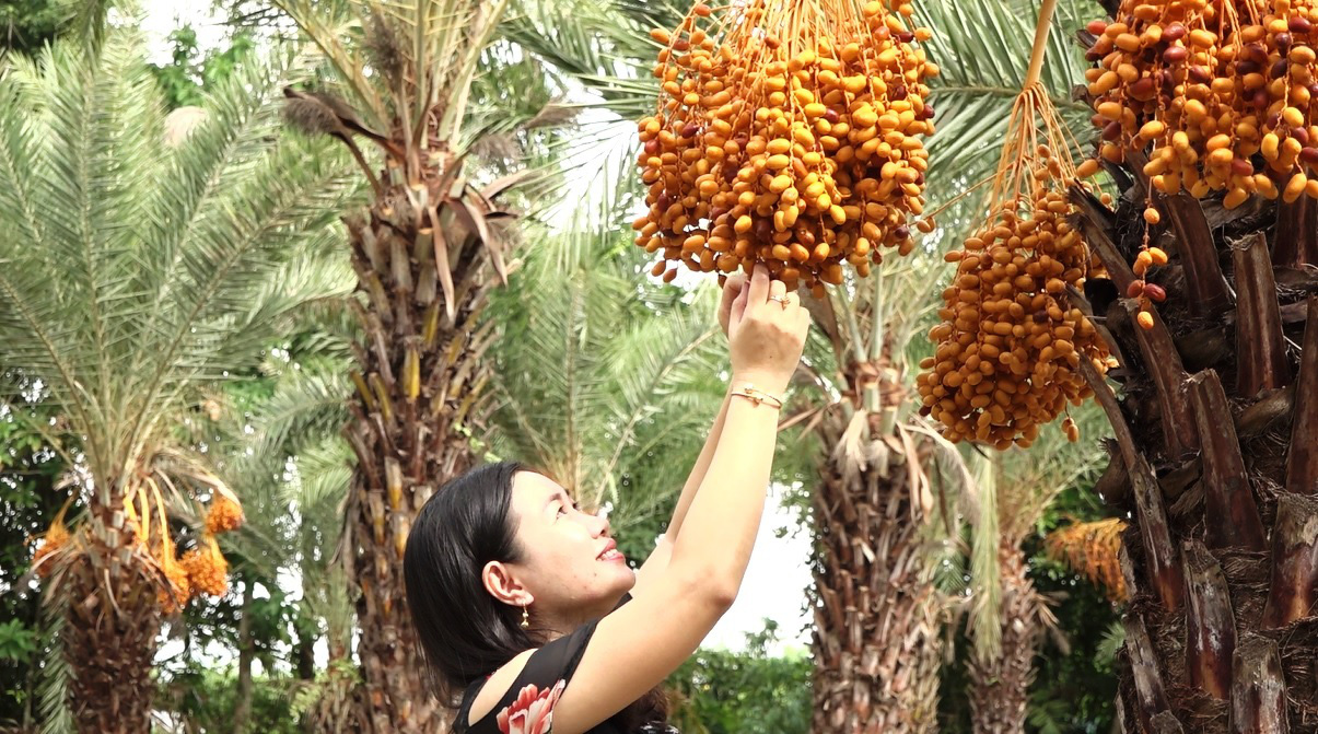 Mãn nhãn với vẻ đẹp ngất ngây của vườn chà là lớn nhất miền Tây