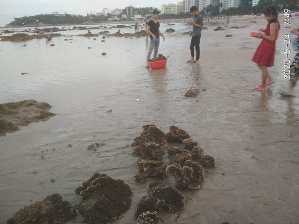 Lên án hành vi hủy hoại san hô vịnh Nha Trang