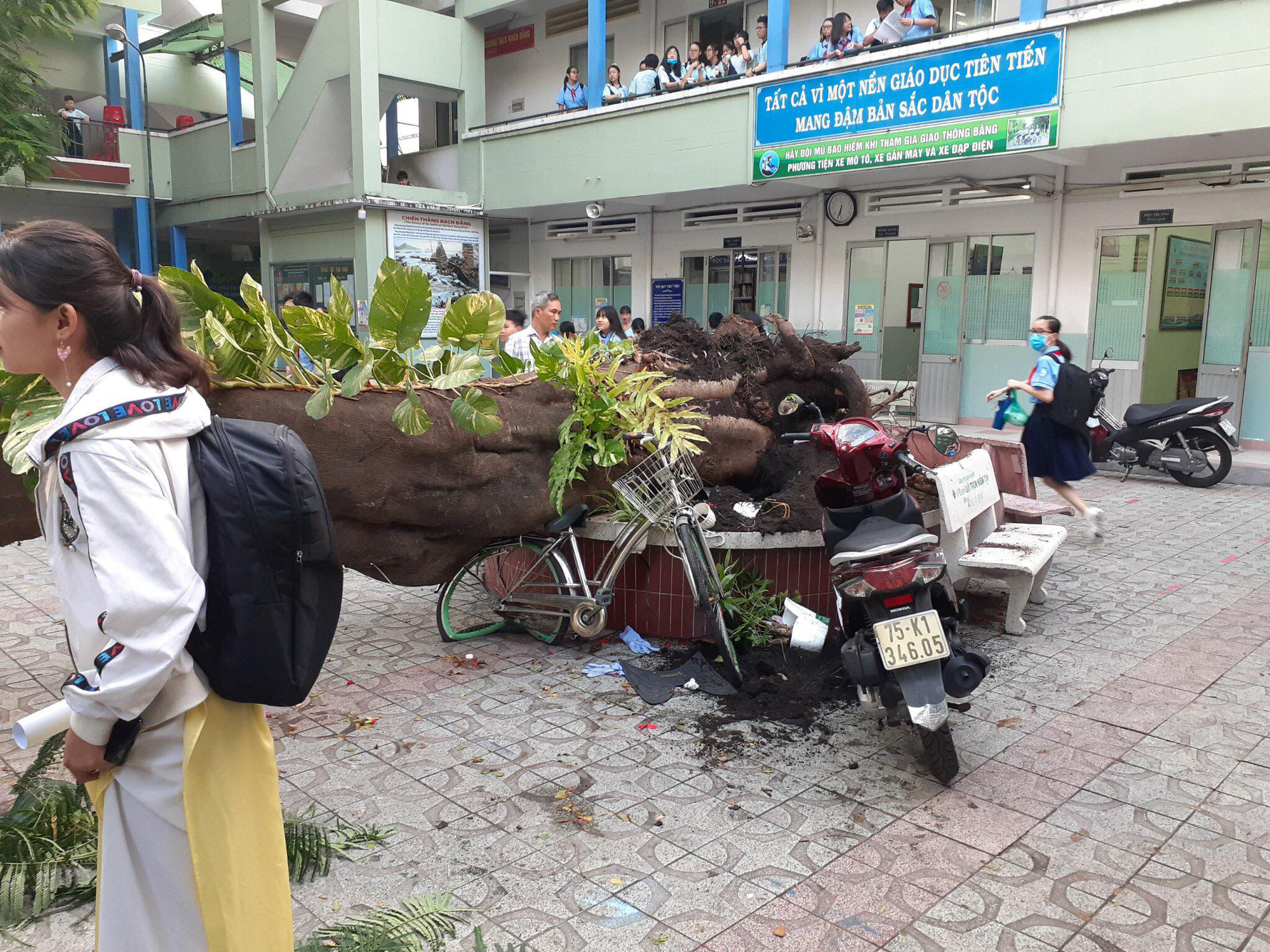 TP HCM: Cây phượng vĩ to bật gốc trong sân trường đè nhiều học sinh, 1 em tử vong - Ảnh 7.