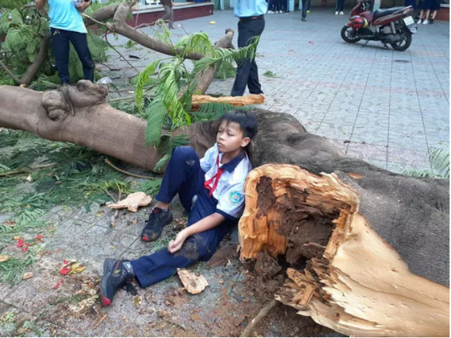C&acirc;y bật gốc khiến 1 học sinh tử vong: Hiệu trưởng chịu tr&aacute;ch nhiệm ch&iacute;nh - Ảnh 8.