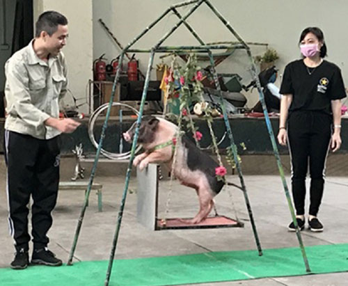 Đời nghệ sĩ xiếc thú