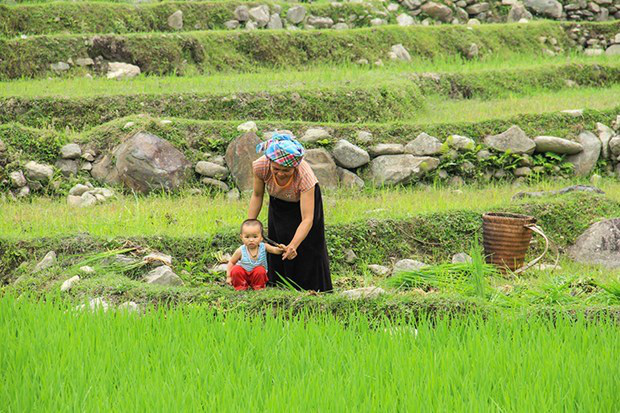 Mù Cang Chải mùa nước đổ: Bức bích họa giữa đại ngàn Tây Bắc - Ảnh 3.