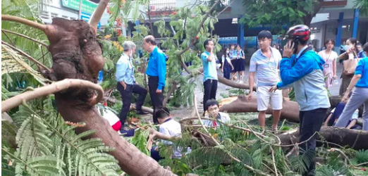Bác sĩ "thở phào" khi 2 học sinh bị cây phượng bật gốc đè đã tỉnh sau phẫu thuật