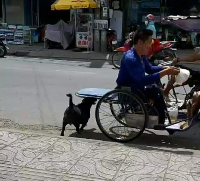 CLIP: “Rụng tim” với chú chó xoáy Phú Quốc thay chủ tật nguyền xếp hàng nhận gạo - Ảnh 6.