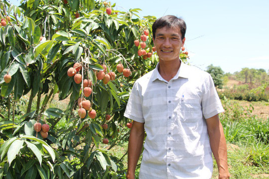 Trồng vải tr&ecirc;n đất T&acirc;y Nguy&ecirc;n, mỗi năm thu l&atilde;i 1,8 tỷ đồng - Ảnh 1.