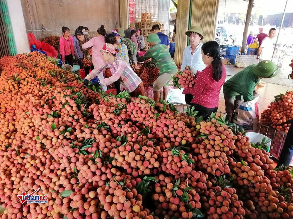 Vải thiều Trung Quốc thắng lớn, lo thế mạnh 6.000 tỉ của Việt Nam gặp khó