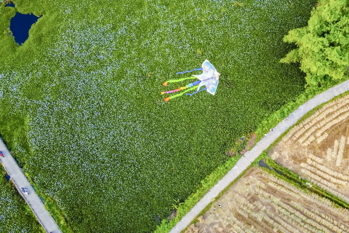 Mùa hoa lục bình - Ảnh 2.