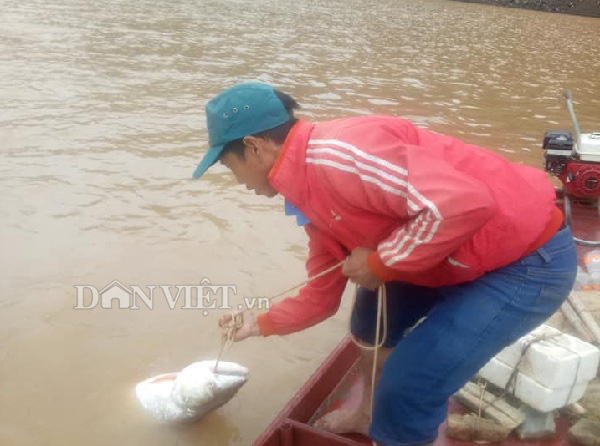Tận mắt thấy cá măng khủng theo tay cao thủ rời... mặt nước!