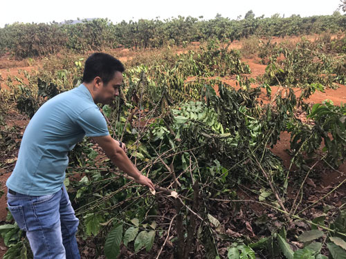 Cây trồng bị chặt phá, thủ phạm vẫn nhởn nhơ
