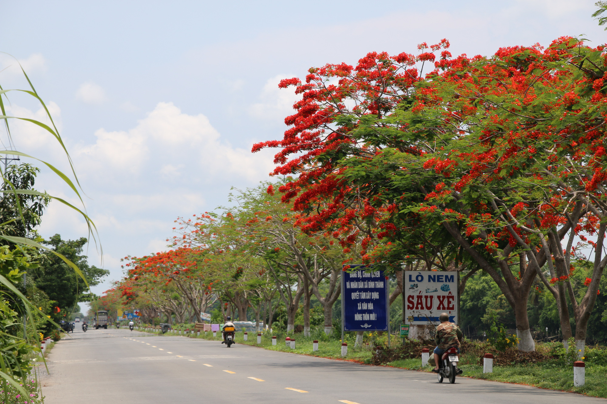 Đẹp ngỡ ng&agrave;ng con đường hoa phượng đỏ rực ở miền T&acirc;y - Ảnh 1.