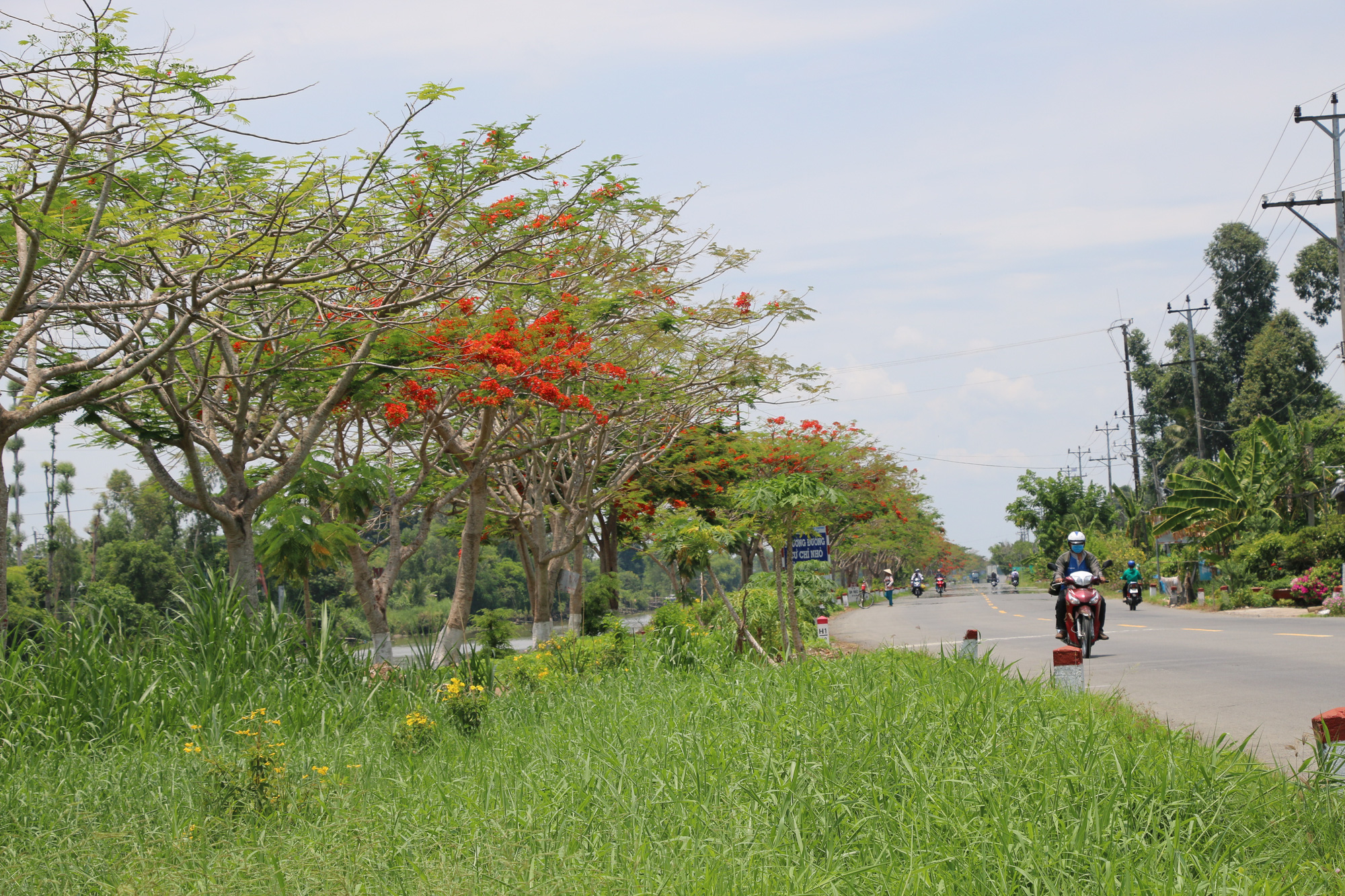 Đẹp ngỡ ng&agrave;ng con đường hoa phượng đỏ rực ở miền T&acirc;y - Ảnh 3.