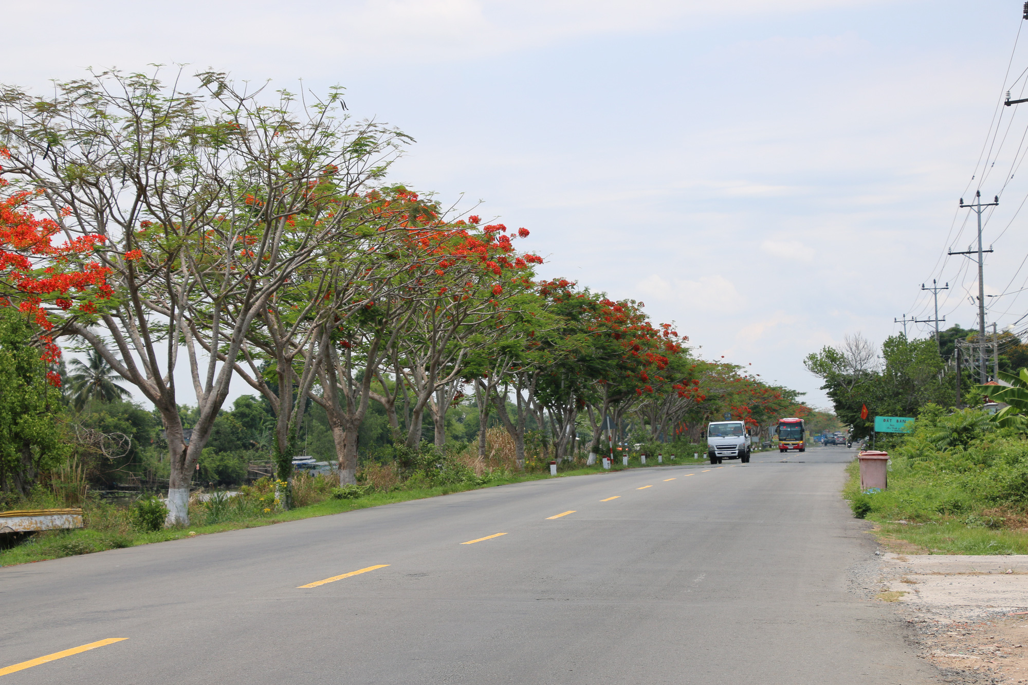 Đẹp ngỡ ng&agrave;ng con đường hoa phượng đỏ rực ở miền T&acirc;y - Ảnh 2.