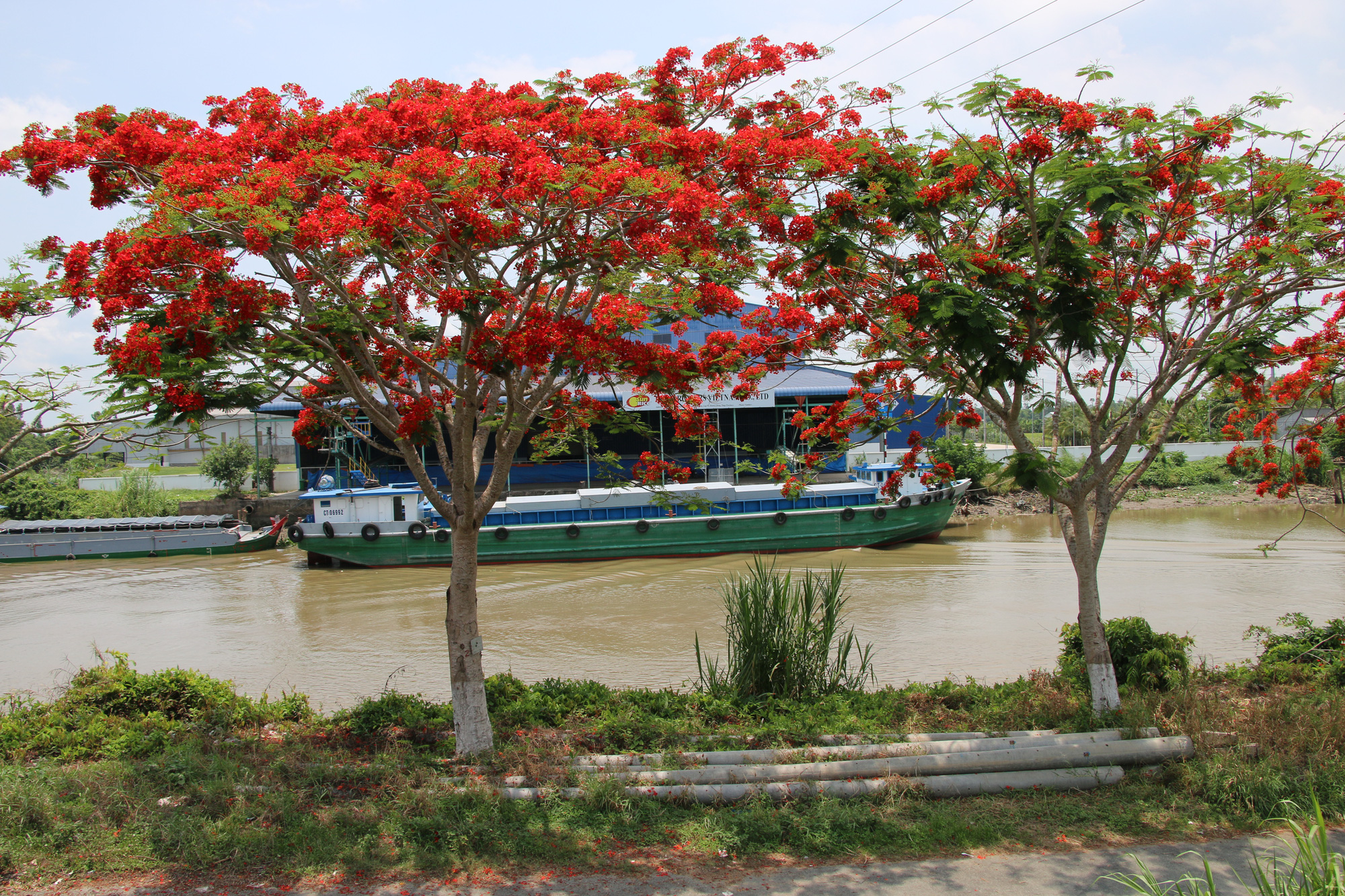 Đẹp ngỡ ng&agrave;ng con đường hoa phượng đỏ rực ở miền T&acirc;y - Ảnh 6.