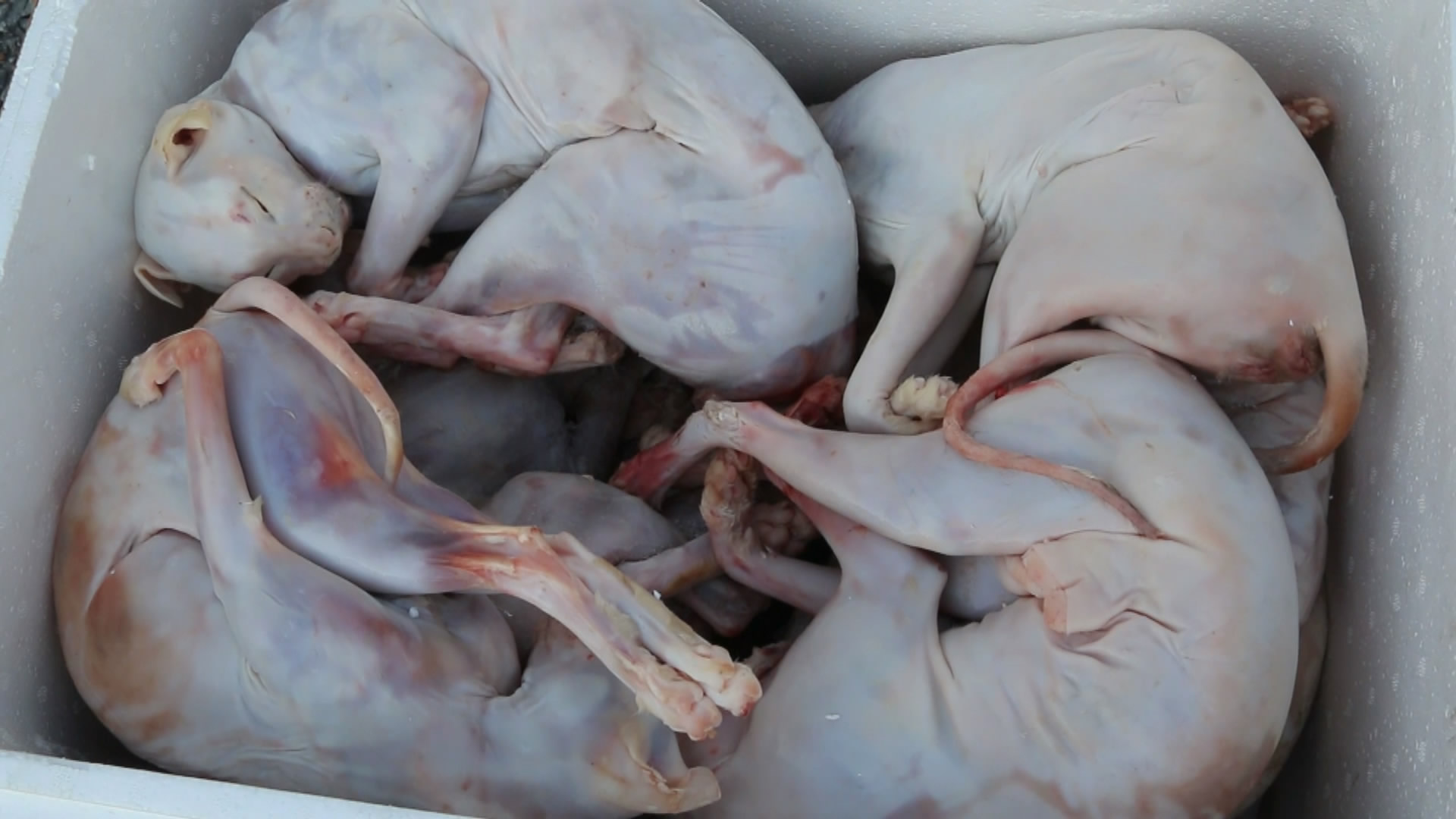 Quảng Bình: Bắt quả tang xe ô tô chở hơn 700kg thịt chó, mèo bốc mùi hôi thối