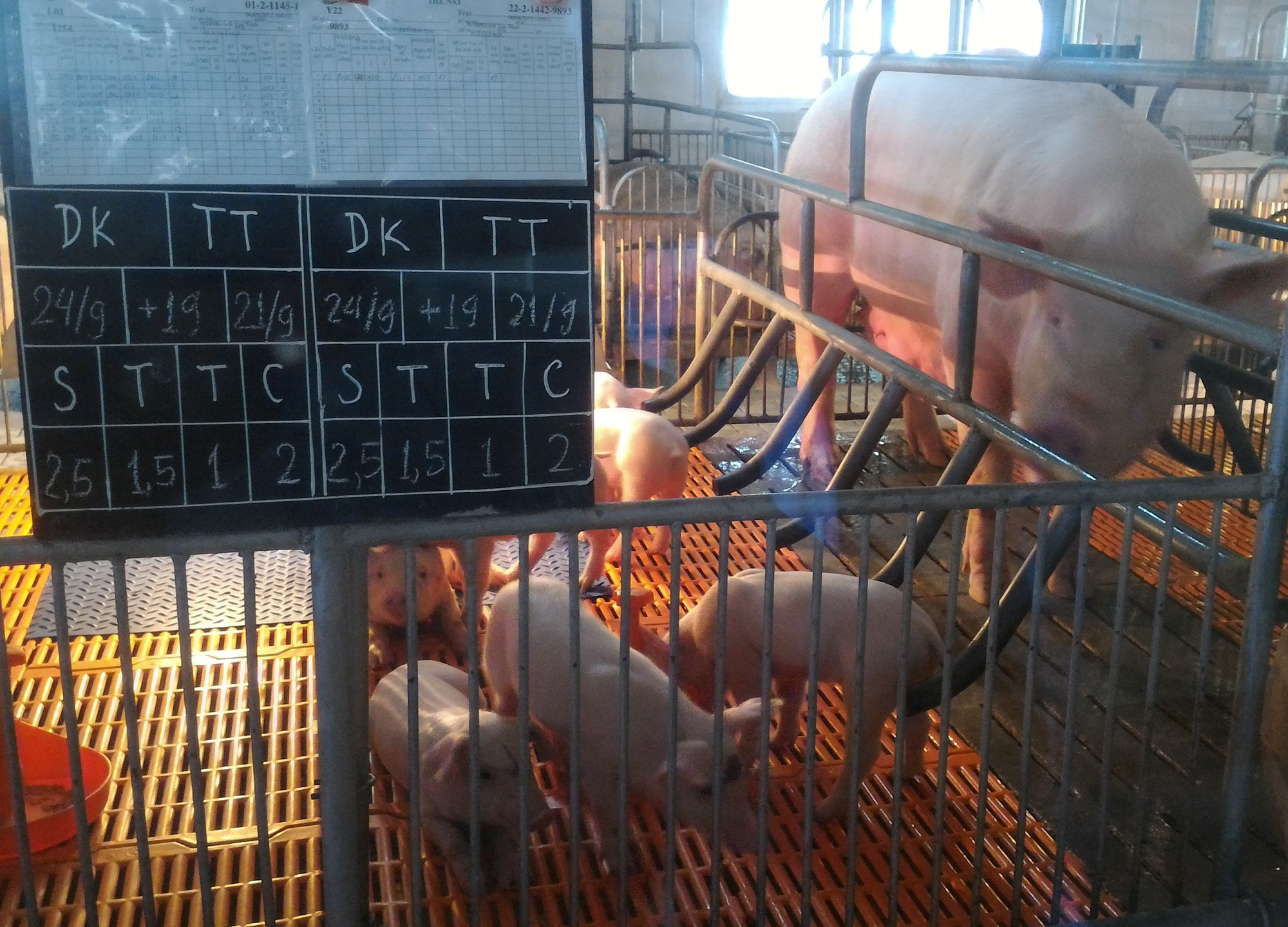 Giá heo giống tăng kỷ lục, có tiền chưa chắc mua được