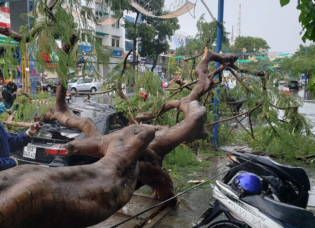 Mưa giông khiến nhà bay, phượng vĩ bật gốc đè ô tô Camry ở miền Tây