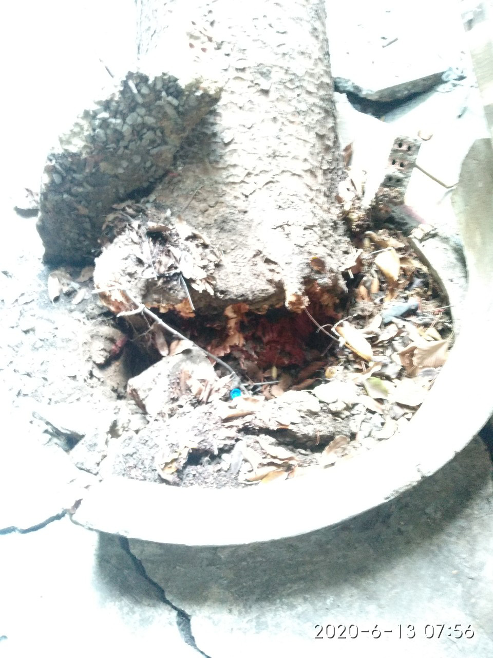 C&acirc;y xanh ng&atilde; đổ trong đ&ecirc;m - Ảnh 2.