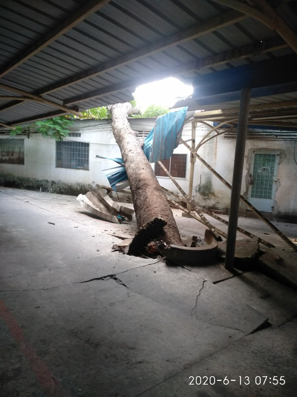 C&acirc;y xanh ng&atilde; đổ trong đ&ecirc;m - Ảnh 5.